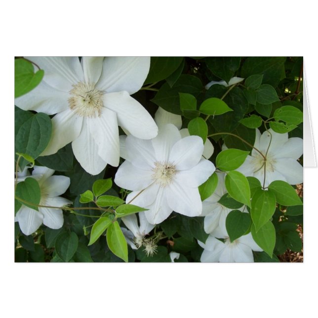 Flores blancas en la vid (Anverso (Horizontal))