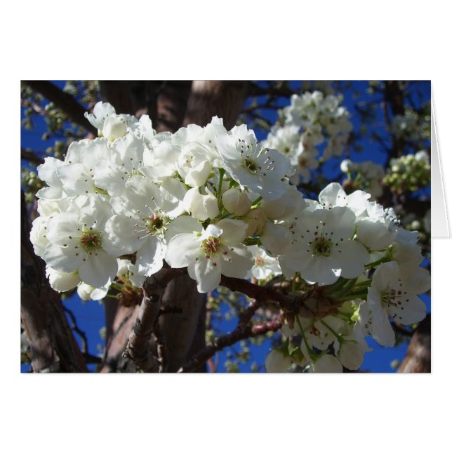 Flores blancas II Árbol de flores primavera (Anverso (Horizontal))
