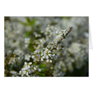 Flores blancas pequeñas