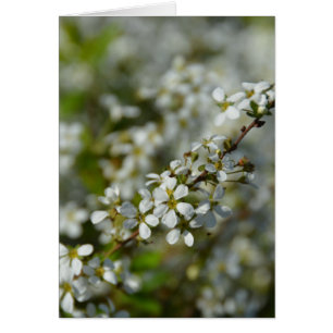 Flores blancas pequeñas