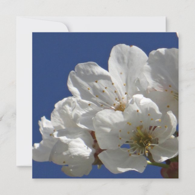 Flores blancas ricas (Anverso)