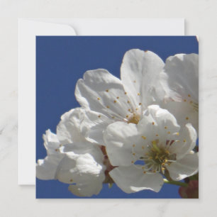 Flores blancas ricas