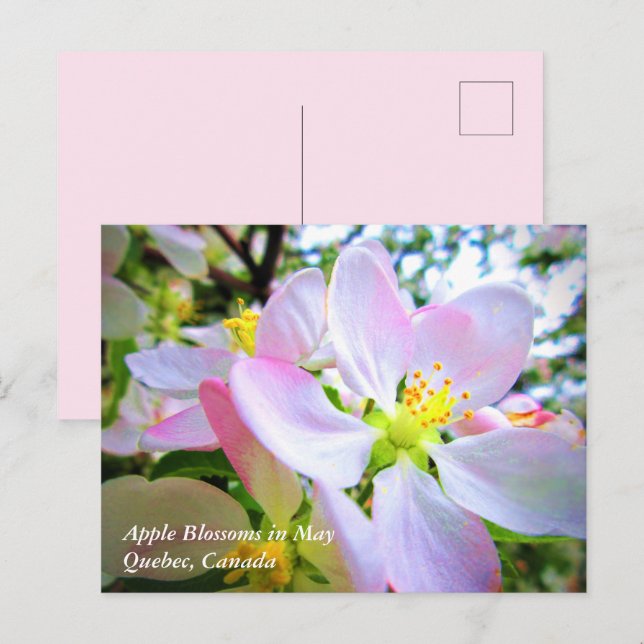 Flores Blancas Rosadas de Manzano en Mayo Tarjeta  (Anverso / Reverso)