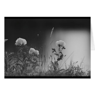 Flores blancos y negros
