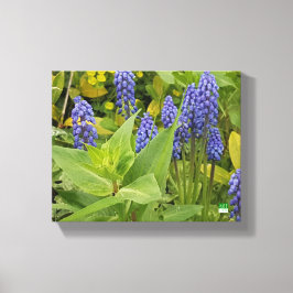 Flores Bluebell Impresión de fotografías artística