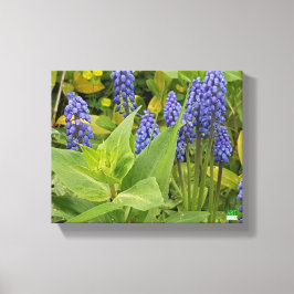 Flores Bluebell Impresión de fotografías artística