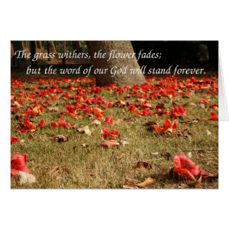 Flores caídas del árbol de algodón de seda roja