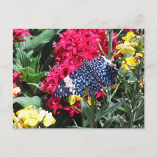 Flores coloridas de la postal azul de la mariposa