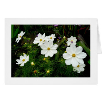Flores Cosmos Blancas