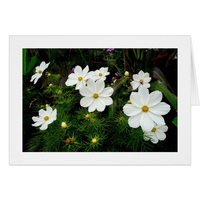 Flores Cosmos Blancas (Anverso (Horizontal))
