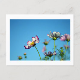 Flores Cosmos: postal de Japón