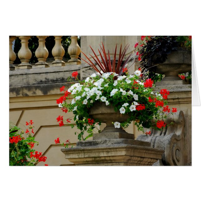 Flores cuadradas del capitán (Anverso (Horizontal))