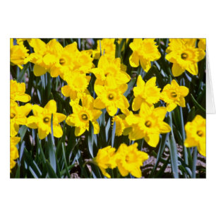 Flores daffodils