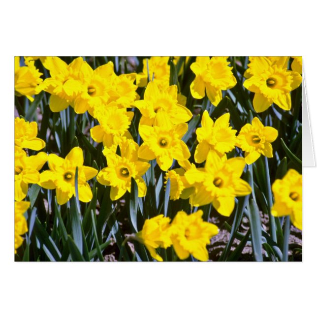 Flores daffodils (Anverso (Horizontal))