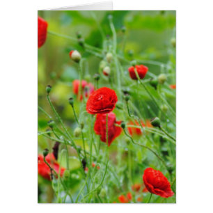 Flores de amapola