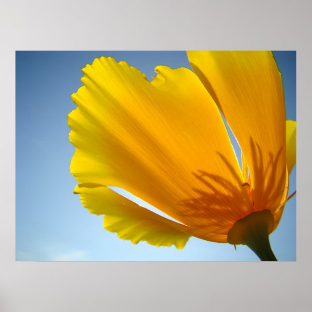 Flores de amapola 13 Posters de pinturas de arte (Frente)