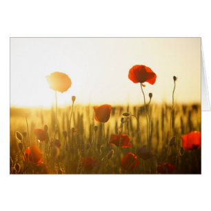 Flores de amapola a la luz del sol