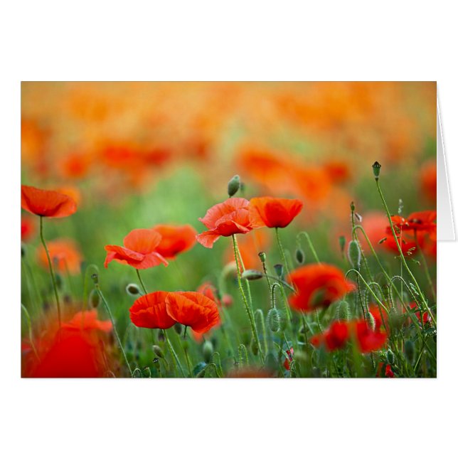 Flores de amapola roja (Anverso (Horizontal))