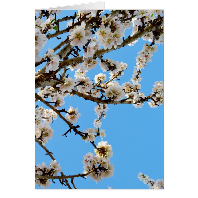 Flores de amor de primavera, (Frente)