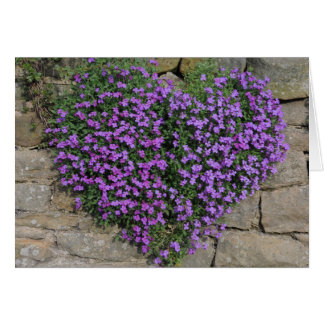 Flores de amor: 'Wall-Flowers' de Yorkshire