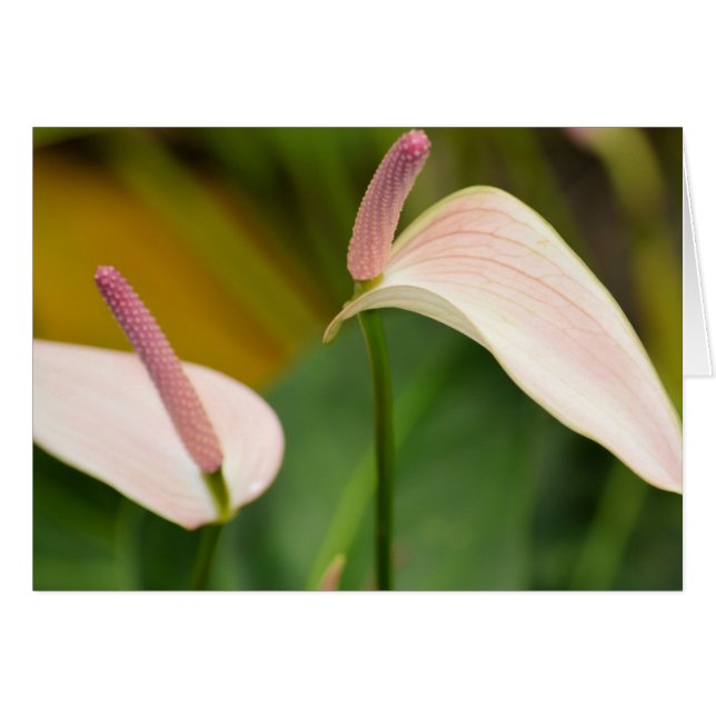 Flores de antruro rosa Kauai Hawaii (Anverso (Horizontal))