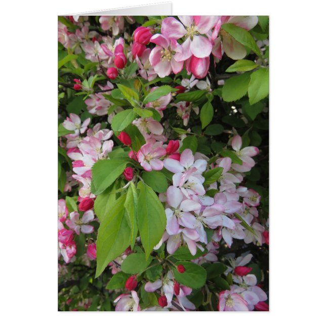 Flores de Apple (Frente)