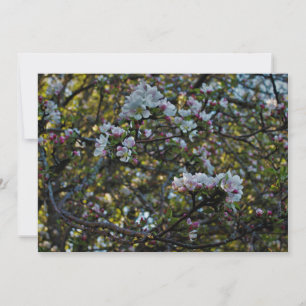 Flores de Apple