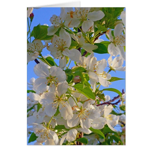 Flores de Apple (Frente)