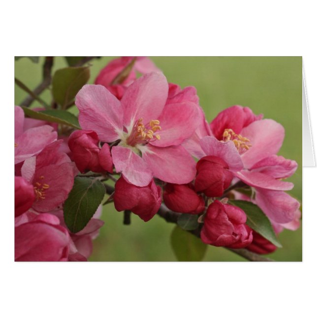 Flores de Apple (Anverso (Horizontal))