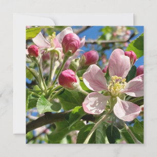 Flores de Apple de primavera