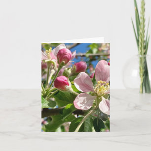 Flores de Apple de primavera