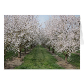 Flores de árbol