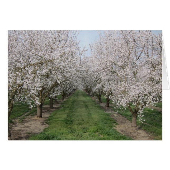 Flores de árbol (Anverso (Horizontal))