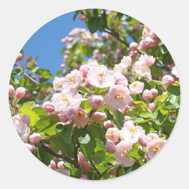 Flores de árbol rosadas pegatinas Sellos de sobre  (Anverso)