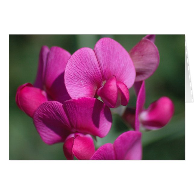 Flores de arce (Anverso (Horizontal))