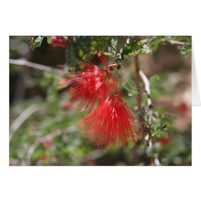 Flores de Arizona (Anverso (Horizontal))