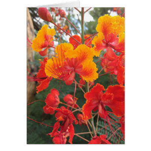 Flores de Arizona