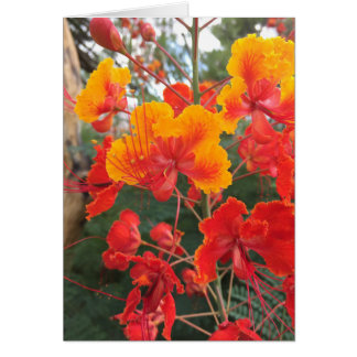 Flores de Arizona