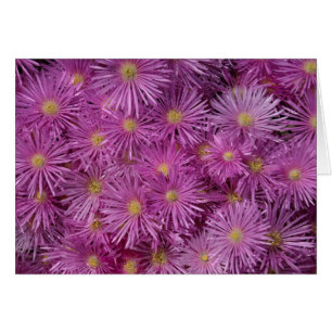 Flores de Aster Púrpura