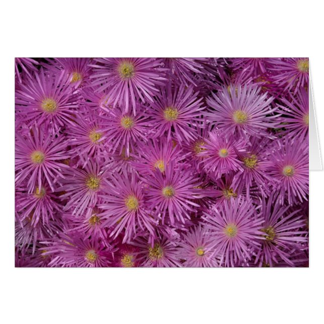 Flores de Aster Púrpura (Anverso (Horizontal))