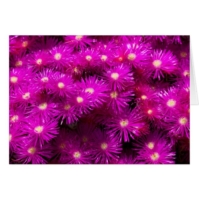 Flores de Aster Rosa (Anverso (Horizontal))