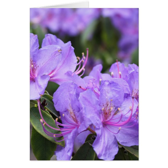 flores de azalea morada, 杜 鹃 花 (Frente)