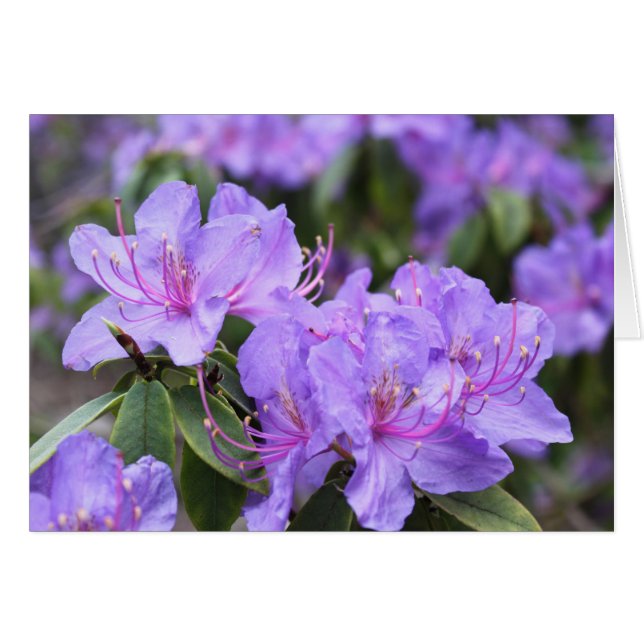 flores de azalea moradas elegantes, 杜 鹃 花 (Anverso (Horizontal))