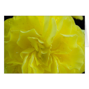 Flores de Begonia,海 棠