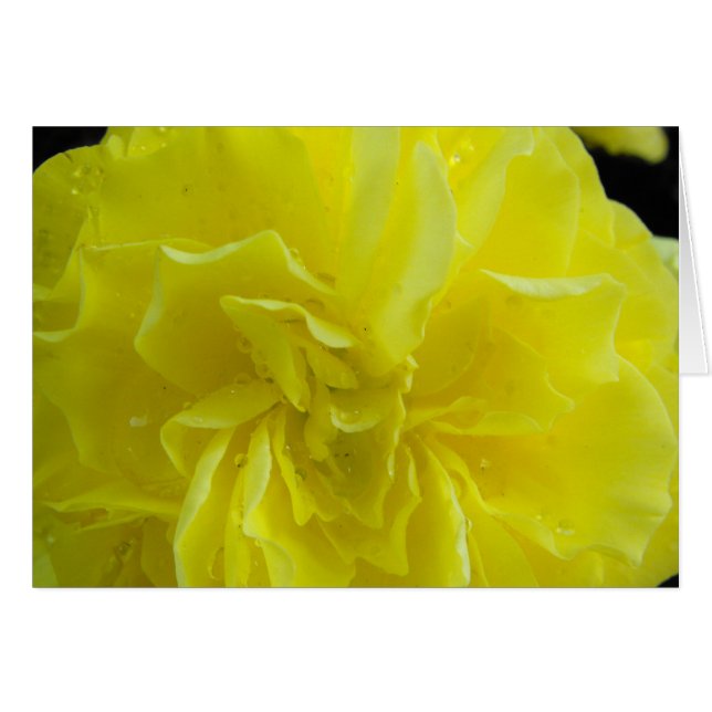 Flores de Begonia,海 棠 (Anverso (Horizontal))