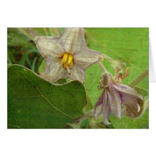 Flores de berenjenas