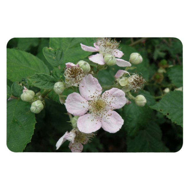 Flores de Blackberry Imán Premium (Horizontal)