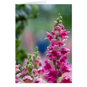 Flores de Bonito de Foxglove rosa brillante