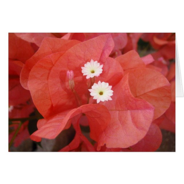 Flores de Bougainvillea (Anverso (Horizontal))