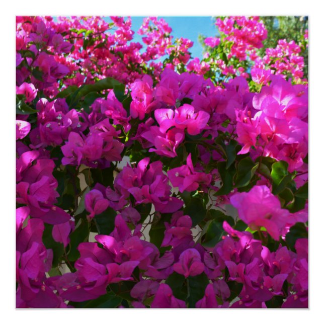 Flores de buganvillas rosas, Poster (Anverso)